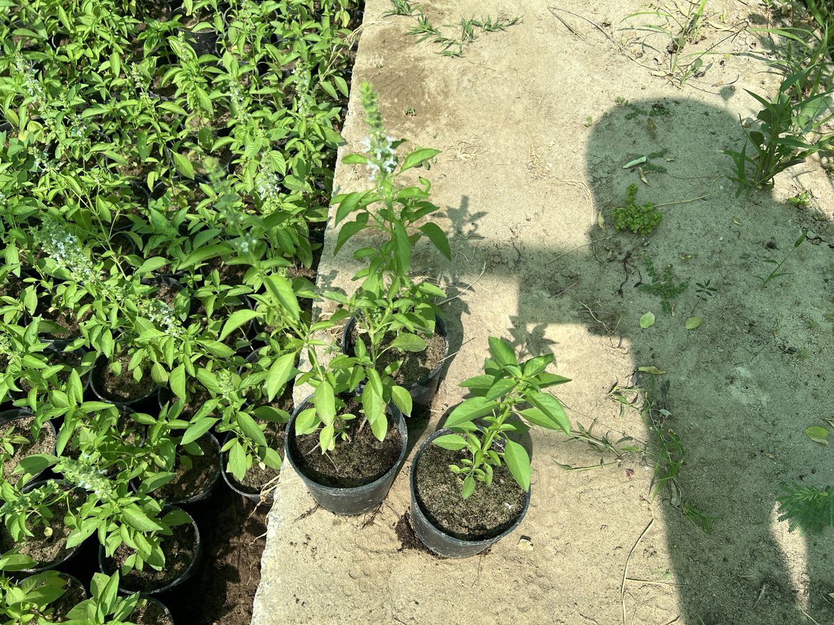 alrafieafarm's tweet photo. نبات عطري بنكهة الليمون، له نفس استخدامات الريحان البلدي يميزه رائحة الليمون العطرة

🍃الصنف: #ريحان_ليموني
🍃الارتفاع: 15-25 سم
🍃الحوض: مركن 12 سم
🍃السعر: 7.5 ريال🇸🇦

تتوفر شتلاته بكميات تجارية
أحفظ رقمي قد تحتاجه
#مشتل_الرفيعة بـ #الاحساء 🌴
0506909883
0583601140
0535269475 https://t.co/Z87nni5z2i