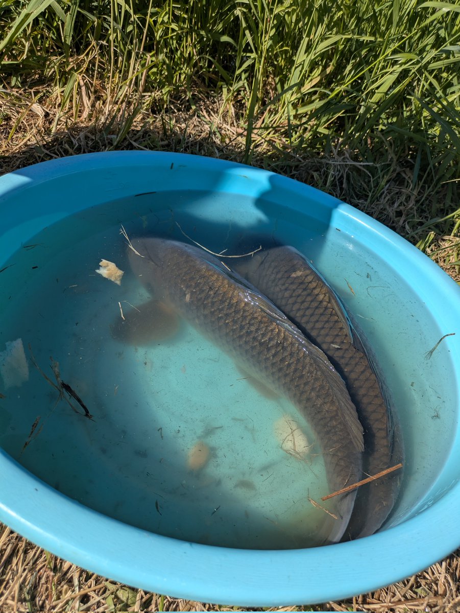 ありがたくオオトカゲや両生類の餌に頂きます🙏
飼育型コイ