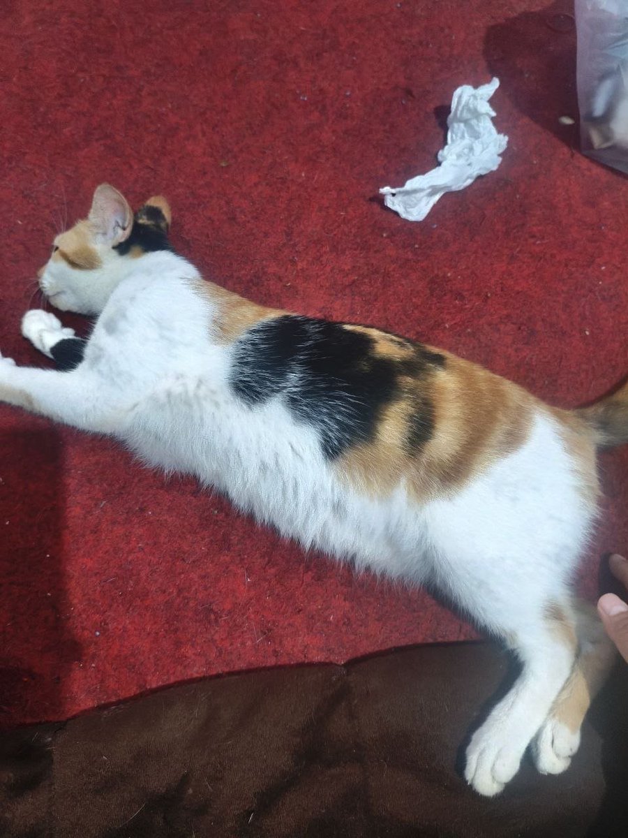 Pada Malming kmn kalian,mending keluar or lanjut tidur aja seperti 😸