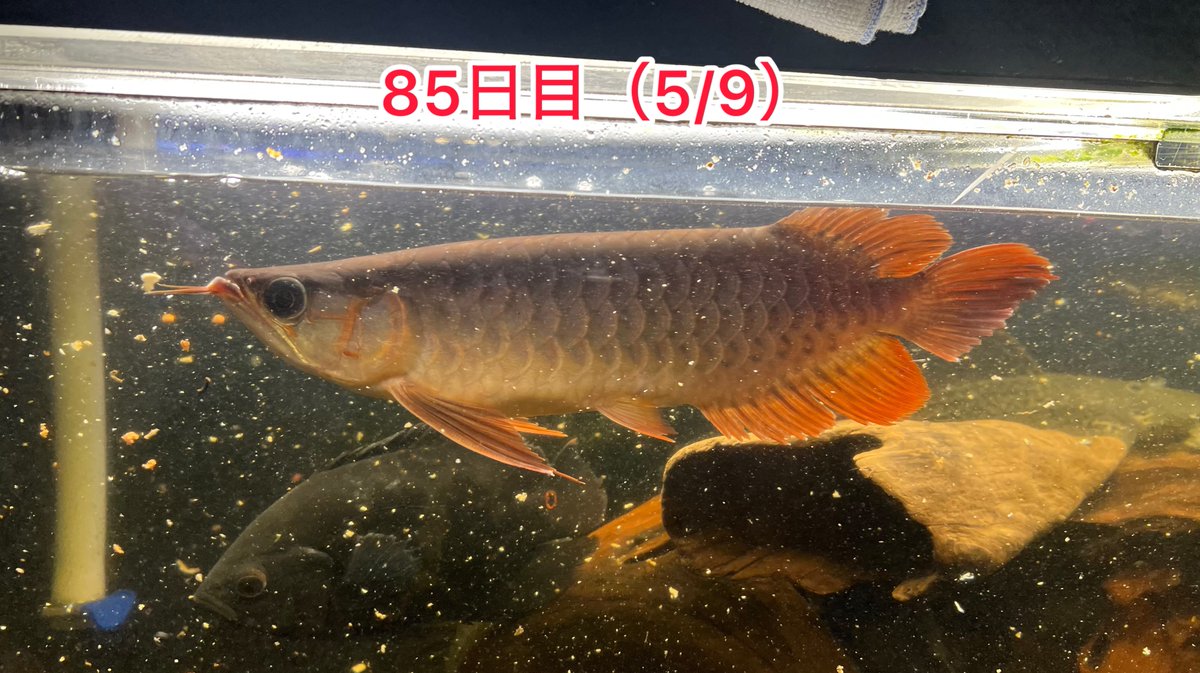 メタボハゲ魚ボルグ tweet media