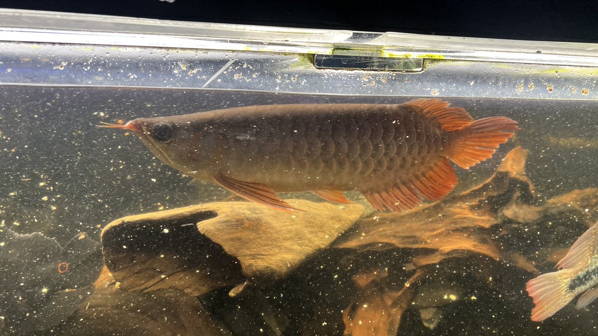 メタボハゲ魚ボルグ tweet media