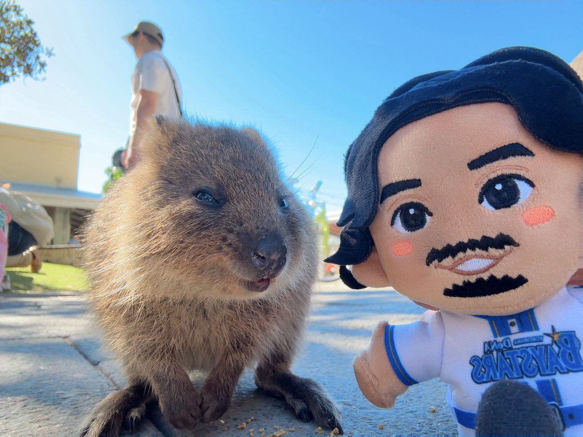 クオッカワラビーに会いにパースまで宮崎敏郎連れてきちゃ
これからカネコアヤノのメルボルン公演ライブ