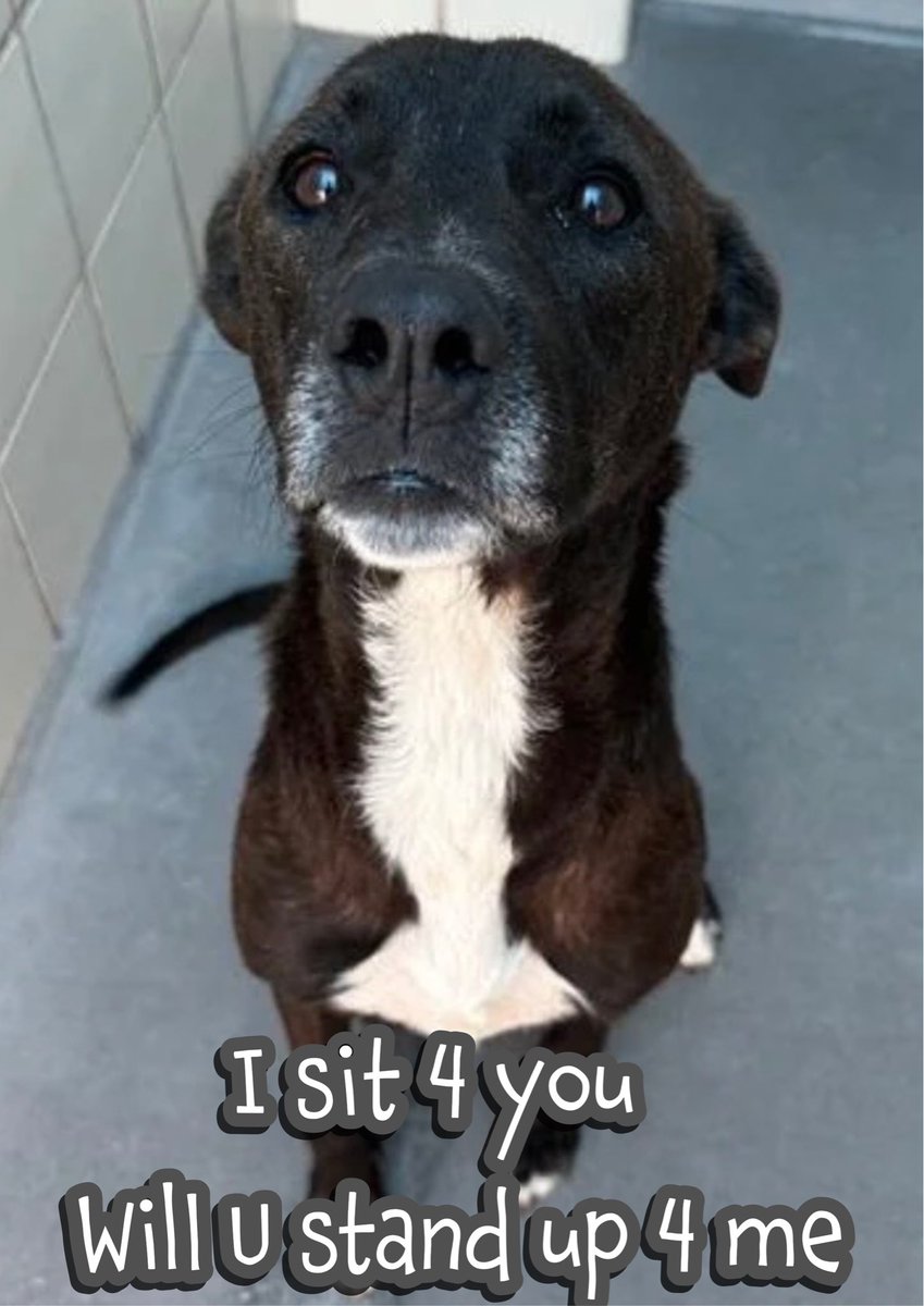 🚨‼️SAVE puppy OSO‼️🚨

💔OSO’s never been chosen, plz choose him now #A356680

❤️‍🩹12mths old, hip dysplasia, hair loss over his body😢

Still full of puppy love but he’s out of⏳OSO will die💔🔥5/11🔥💔

🙏Don’t let him suffer a cruel twist of fate  

🙏Plz #Pledge
Offer 2