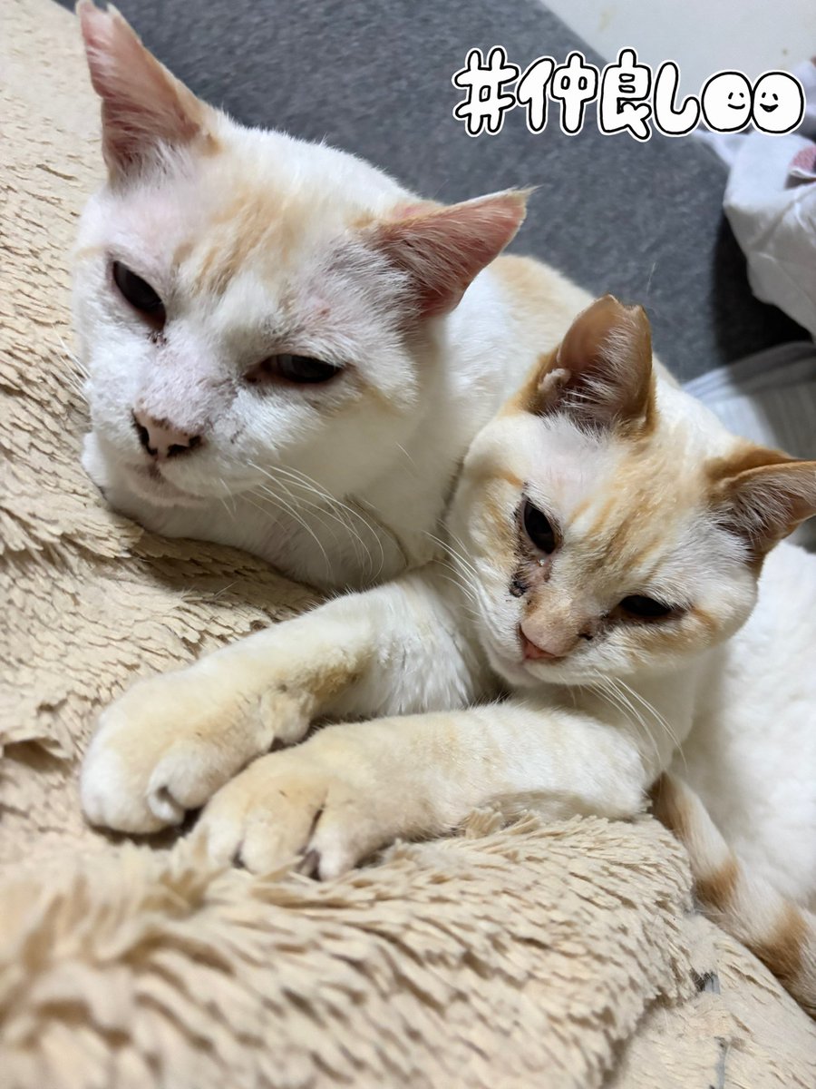 猫みや tweet media