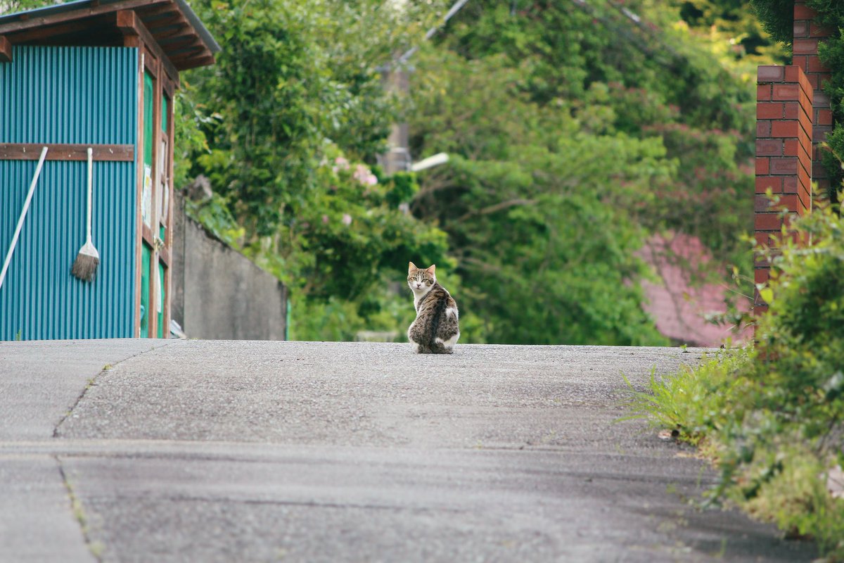 hamapuyo's tweet photo. 初一眼 https://t.co/g8oTt3Kega