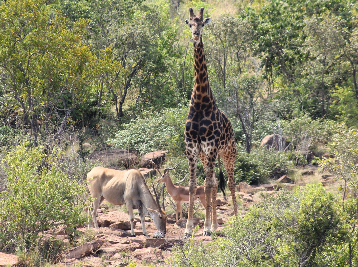 Jembisa's tweet photo. A Perfect Trio captured at Jembisa

Sometimes Nature comes together in the most beautiful way creating unforgettable moments.

We  celebrate Sir David Attenborough   - a voice that has inspired  generations to appreciate, protect, and fall in love with the natural  world. https://t.co/54oj5PB9UX