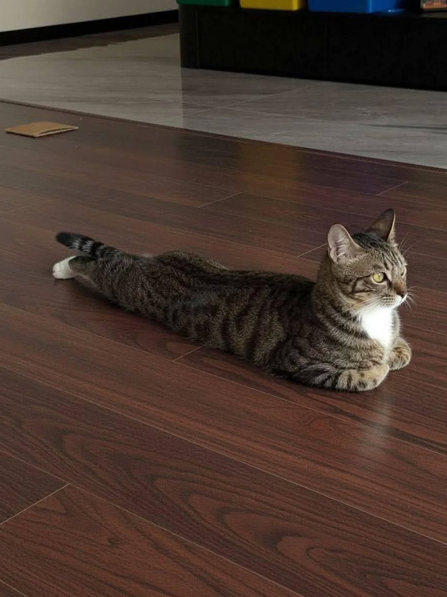 aura with cats tweet media