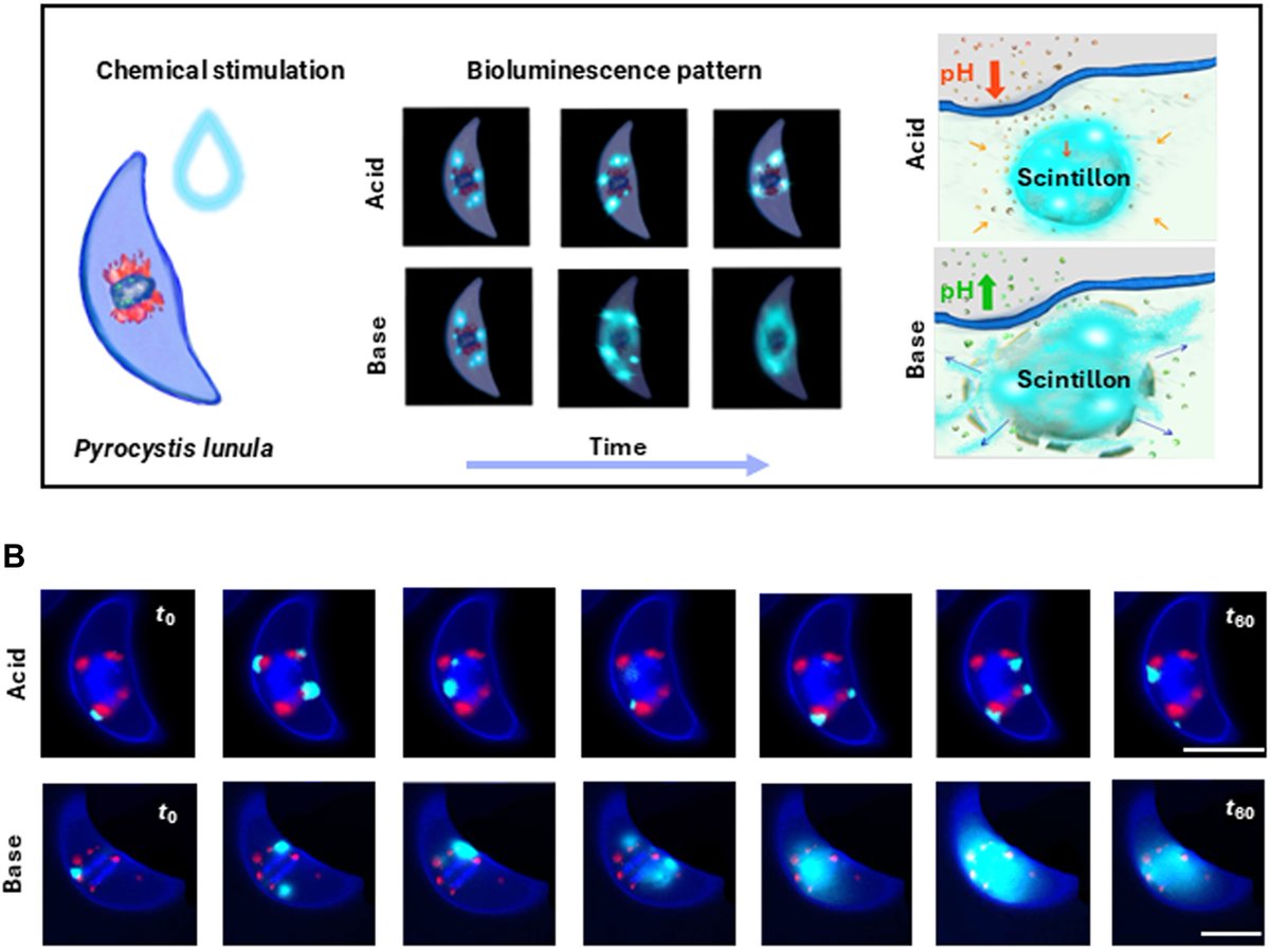ScienceAdvances tweet picture
