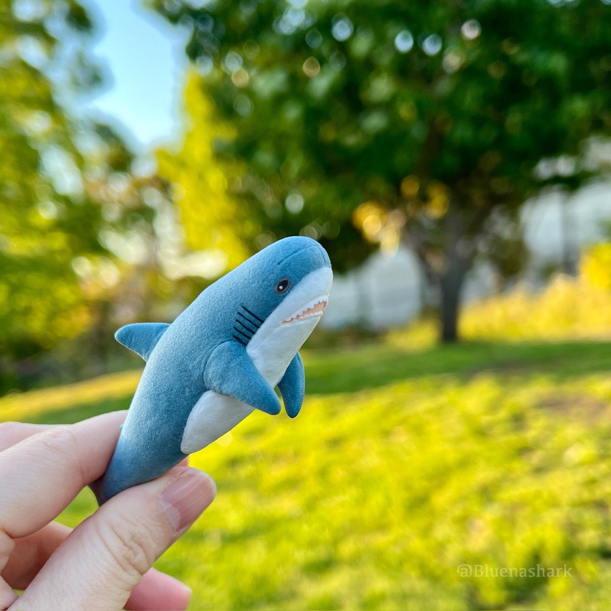 bluenashark's tweet photo. ミニチュアサメちゃん、外に連れ出してみたよ。🦈
壊れそうで不安だから、やっぱり、ぬいぐるみの小さいのが欲しいね〜！
🥺🩵🦈 https://t.co/xahcnbw7kl