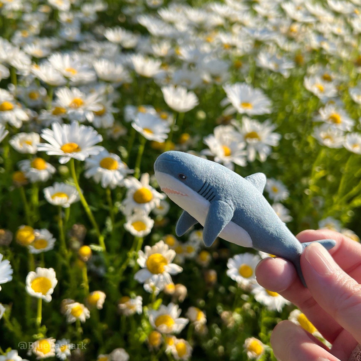 bluenashark's tweet photo. ミニチュアサメちゃん、外に連れ出してみたよ。🦈
壊れそうで不安だから、やっぱり、ぬいぐるみの小さいのが欲しいね〜！
🥺🩵🦈 https://t.co/xahcnbw7kl