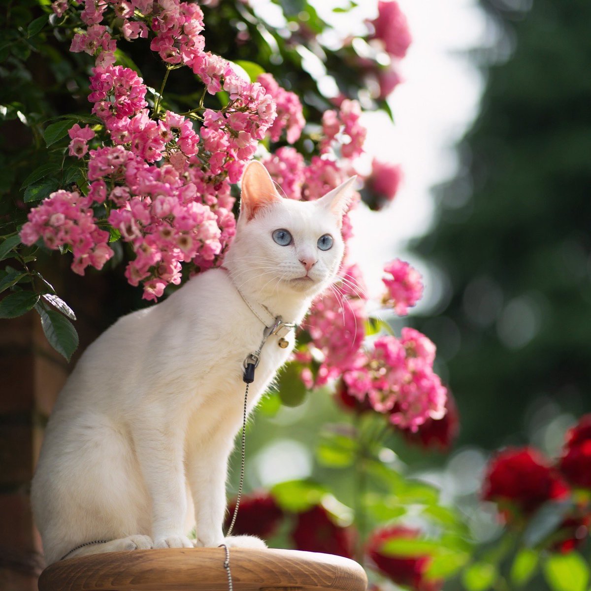 薔薇撮影会📸参加してきました💕 満開でとっても綺麗でした🐈🌹 白猫
