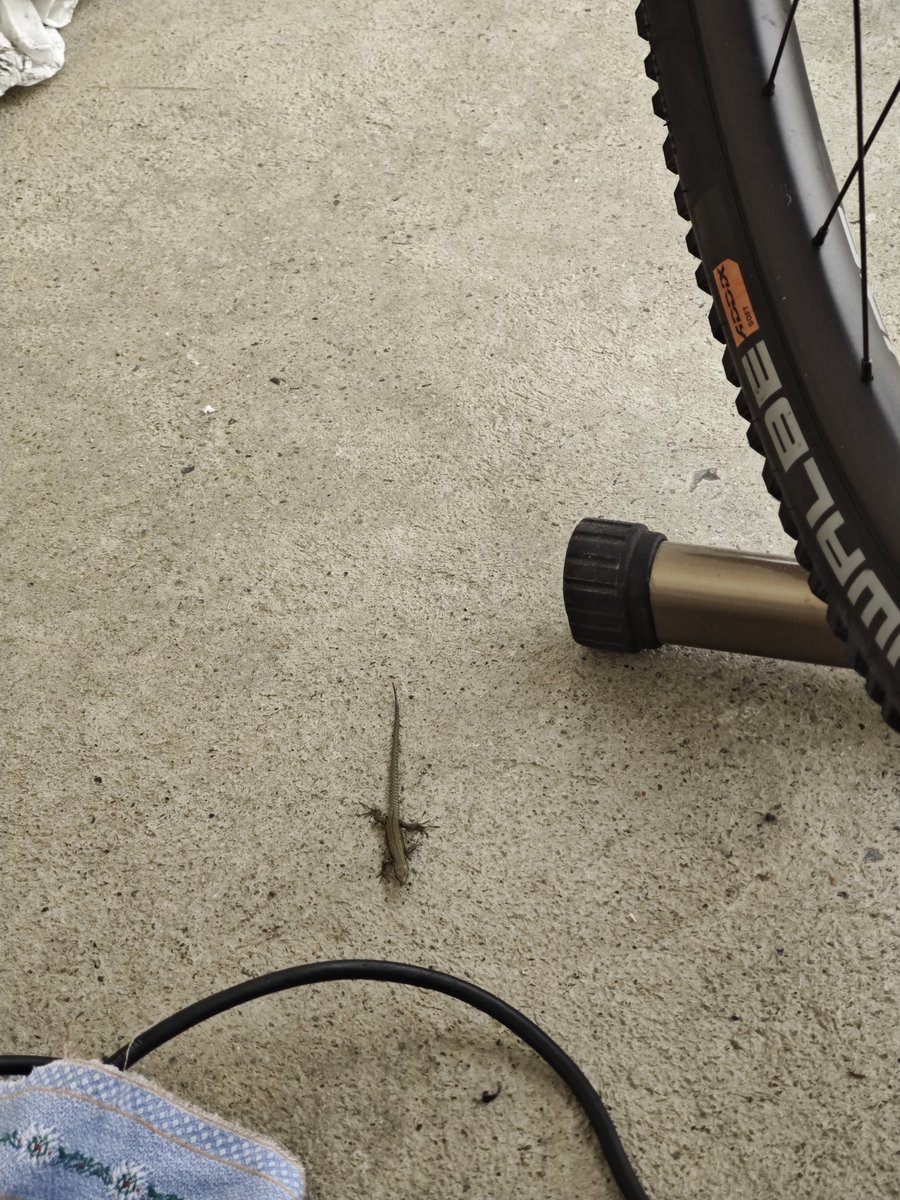 alpentarn's tweet photo. Okee, der Rahmen sähe schlimmer aus ohne Schutzfolie drauf. Hier ist bereits eine Neue drauf. Die #Echsen besuchen mich, sind neugierig. Bei mir sind sie vor Kadsen sicher 😊 https://t.co/nz3zMsxe7Y