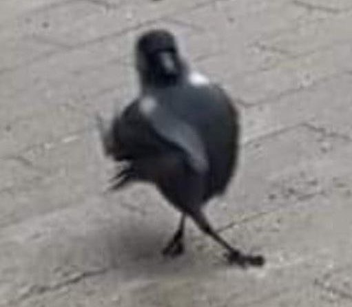 うっふ〜んカラスよ〜んハト達は道を開けて〜ん
