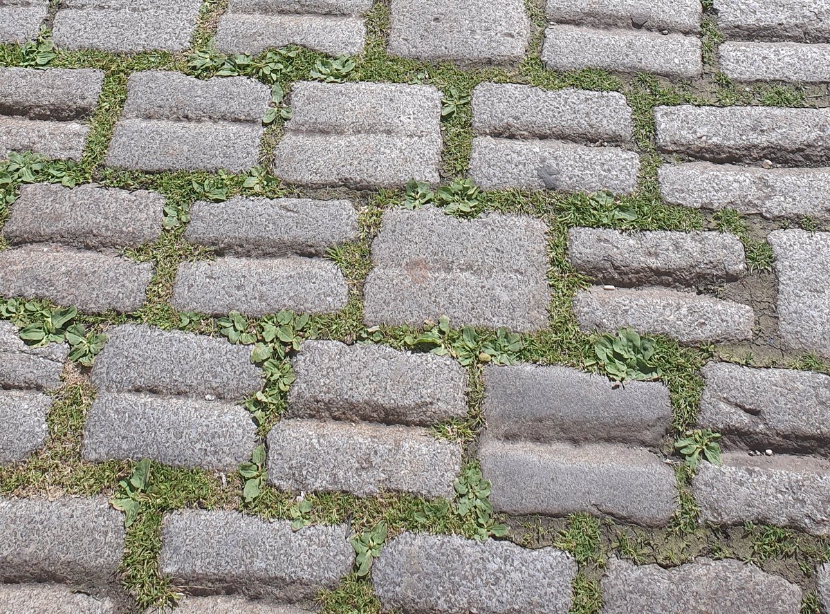 EvaDungl's tweet photo. Der Charme von Pflaster und die Zustimmung zum Leben werden gemeinsam „erlebt“, das macht den Charme aus.

📷Den Franziskanerplatz in der Inneren Stadt (Wien) habe ich wegen seiner „Gritzen“ Pflaster besonders gern. Im Kleinen Cafe war früher ein Fleischhauer aus unserer Familie. https://t.co/CK1WPLpJBj