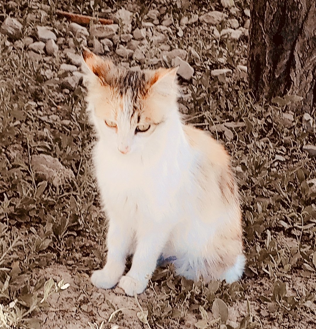 تر ډېرو کسانو زما پیشو ښه ده.