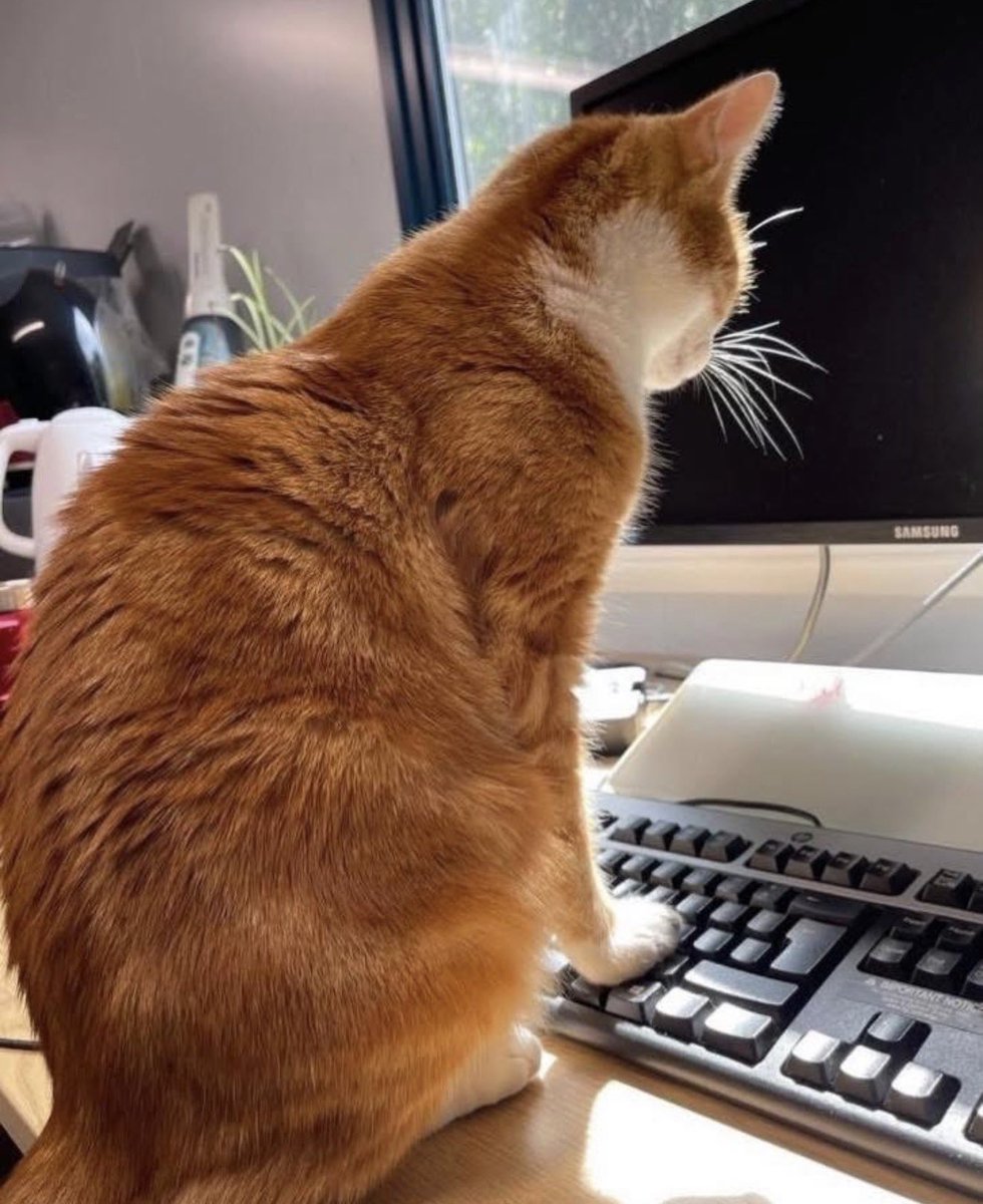 George The Stourbridge Junction Station Cat tweet media
