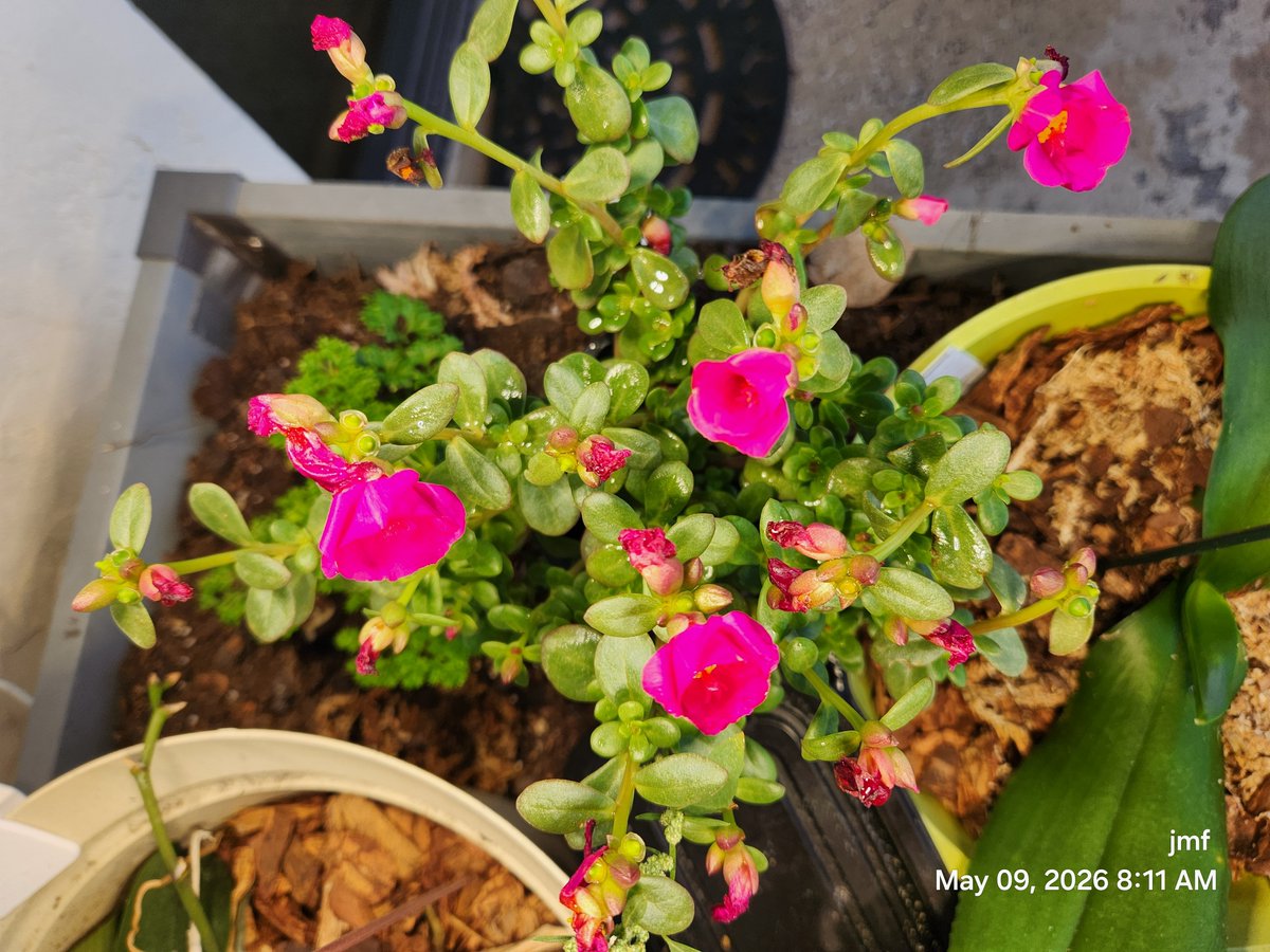 I wasn't a believer, but the purslane is reacting well to these cheap grow lights.