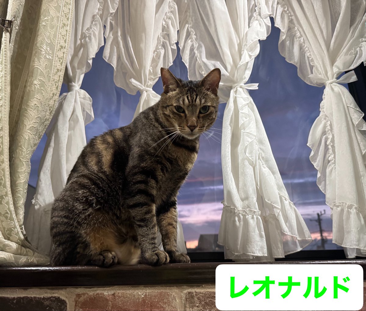 ねこうらら【公式】 tweet media