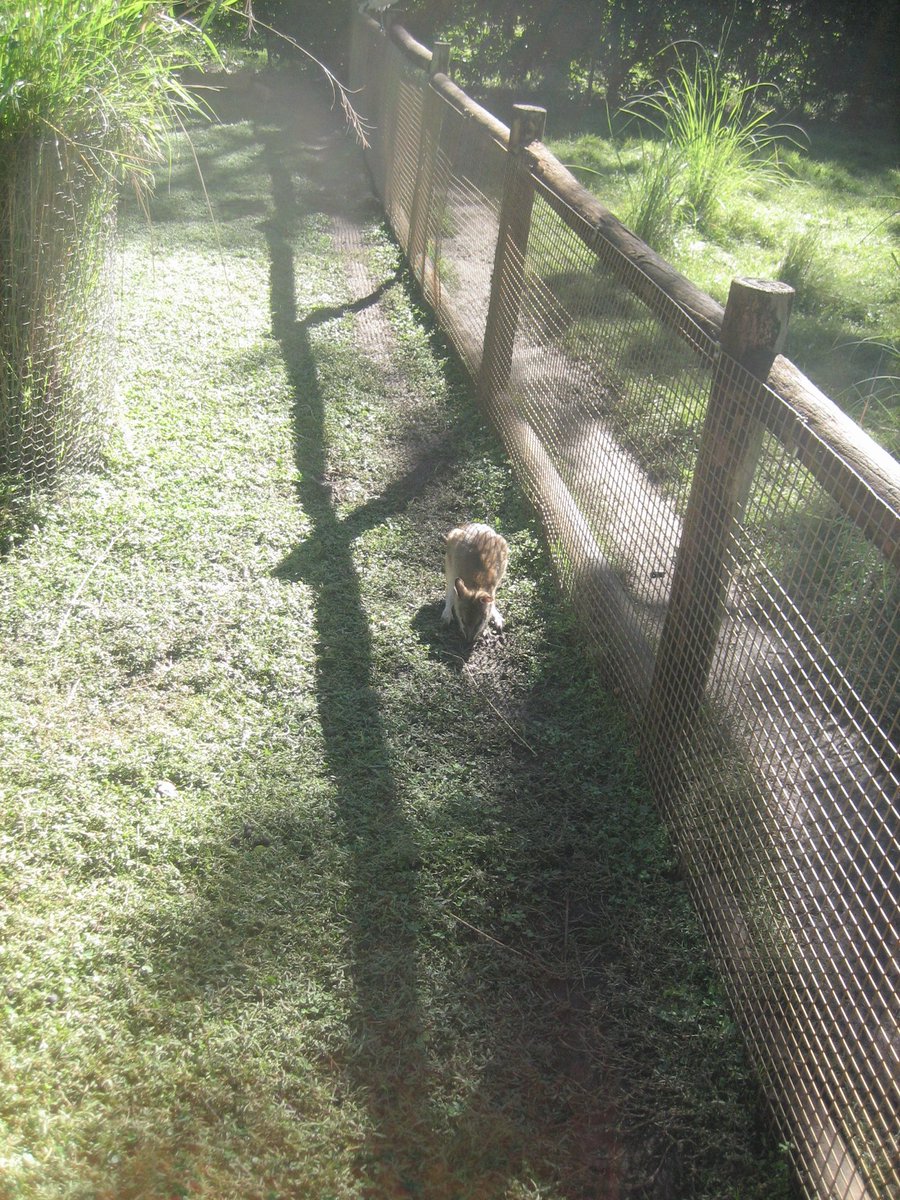 citroaka's tweet photo. 動物園🦘　〜 https://t.co/mmJiw0fmBj