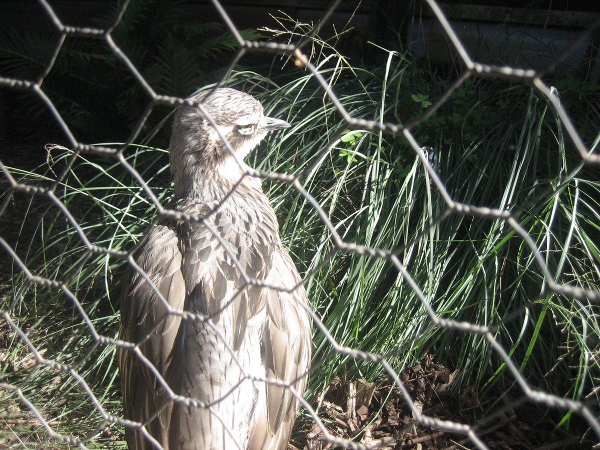 citroaka's tweet photo. 動物園🦘　〜 https://t.co/mmJiw0fmBj