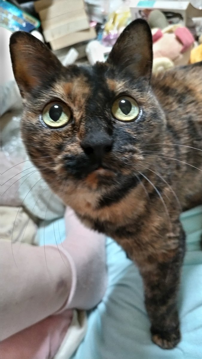 似てるよなあー #CatsOnX