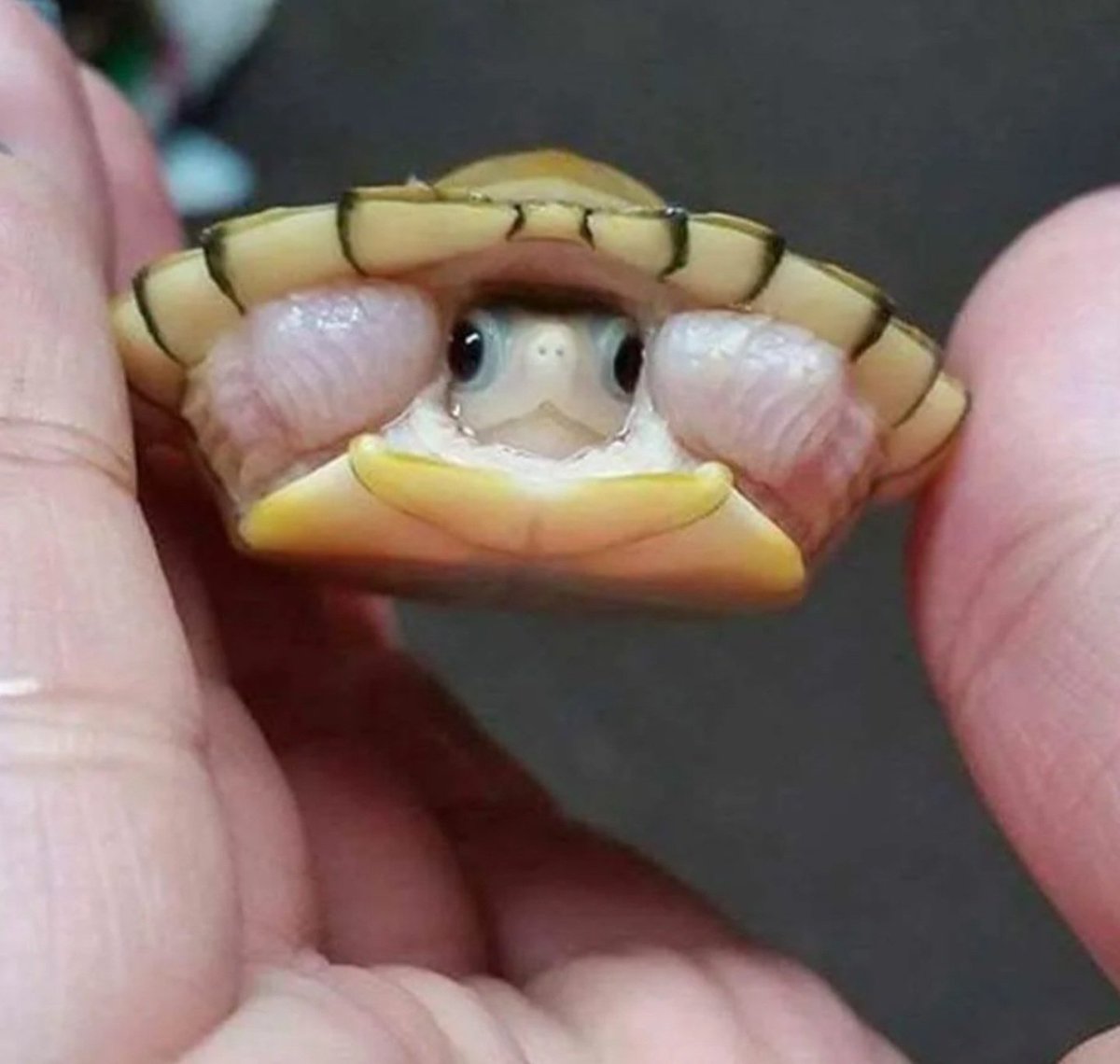 Hana_b30's tweet photo. Tiny baby turtle looks like it's wearing a sombrero https://t.co/tgOqs9OUDK