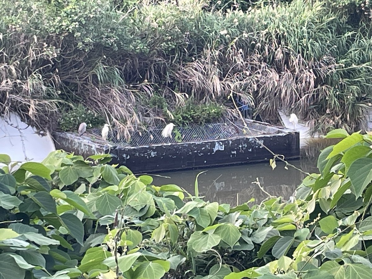 seraserarara's tweet photo. 宝島はやたらとサギが多かった
ダイサギ？×3とアオサギ https://t.co/UVgaxTEGmx