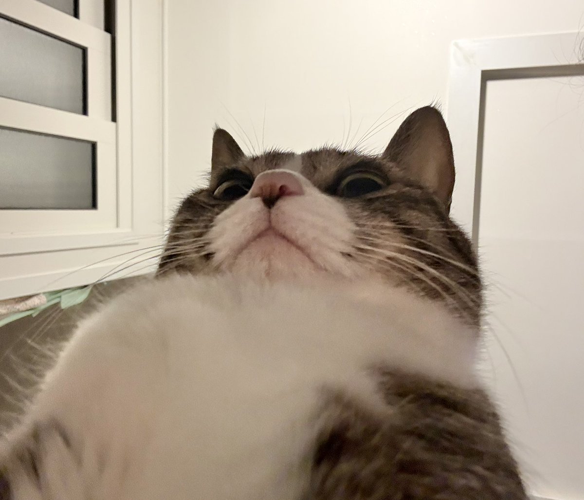 암카운터 김맥골 tweet media