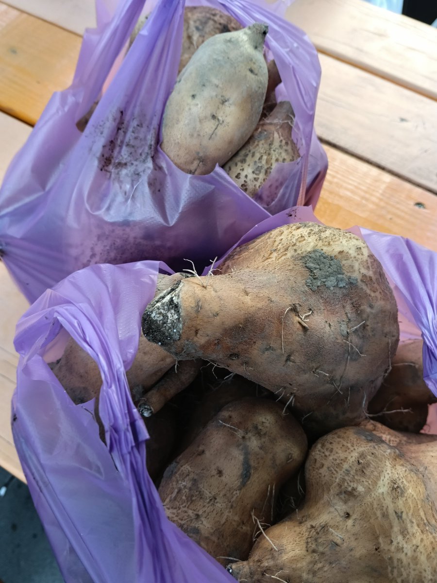 CLHYLH1997's tweet photo. sweet potato 🍠
#tainan
#taiwan
#瓜瓜園 https://t.co/eZlyo7cge6