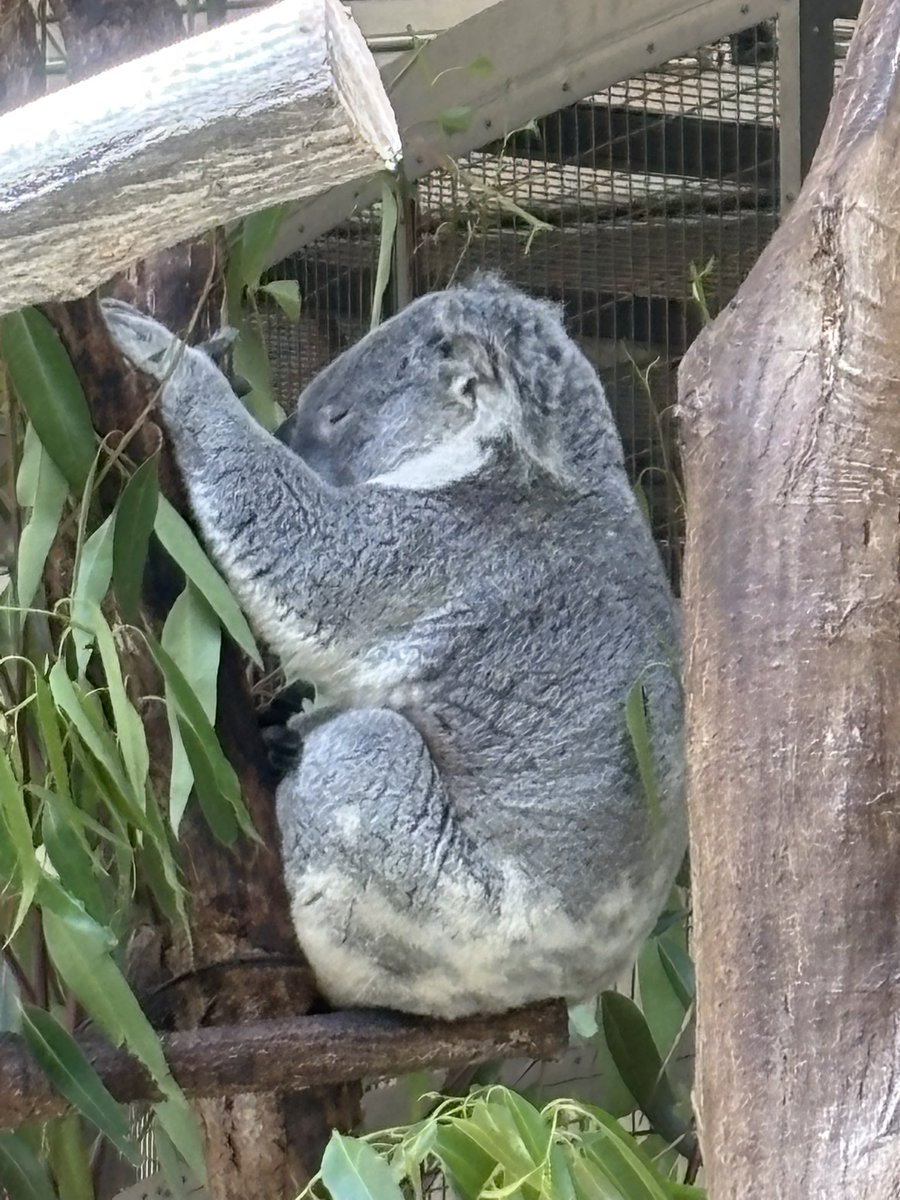 多摩動物公園にて。 きんとき♂🐨コアラ #多摩動物公園 #コアラ #きんとき