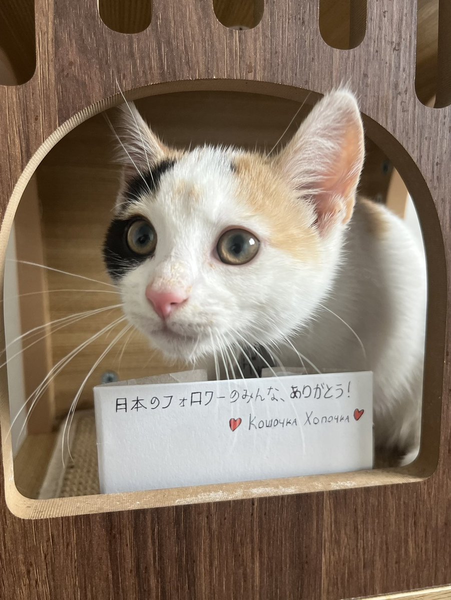 Кошочка Хопочка хочет поблагодарить своих японских подписчиков! ❤️
К сожалению, мы с Хопочкой не знаем японского! Я надеюсь, что мы написали все правильно.