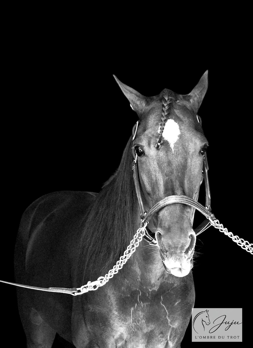 JuJu Photographies L'ombre du trot tweet media