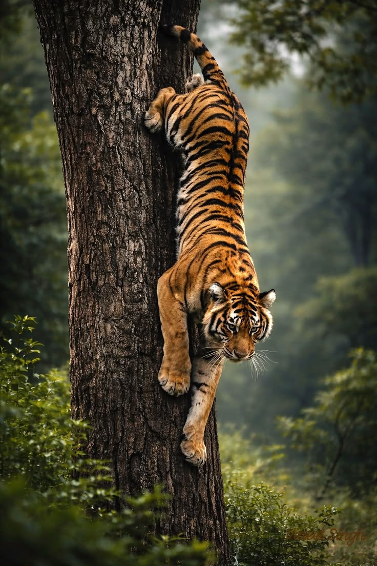 Tiger Tiger (@tiger69513) / Posts / X