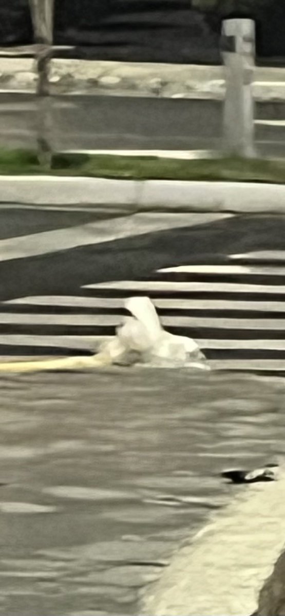 ComiteSantaFe's tweet photo. Hace 5 días estrenábamos bolardo en avenida Santa Fe , un conductor de @RTP_CiudadDeMex ya le dió un golpe me preguntó si lo repondrán ? Tendrán más cuidado ? https://t.co/DPoMuMy6iw