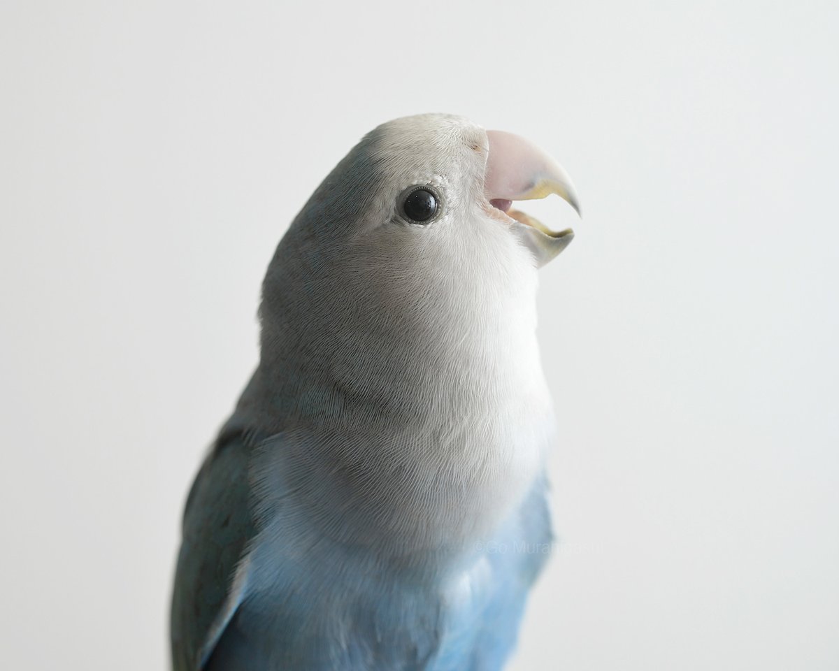 村東剛 (おと写真館) 『おとちゃんのこと インコのおとちゃんとの17年』 tweet media