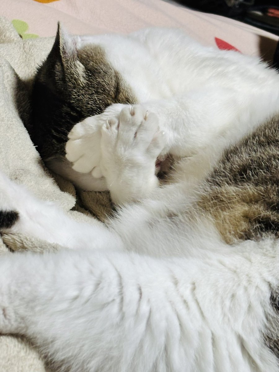 Sen_Nanimono's tweet photo. 猫を見る会 https://t.co/YwYtlw1icc
