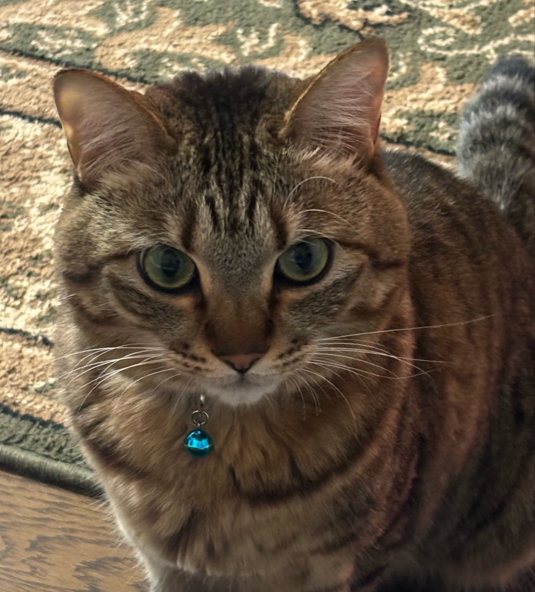 usu5o's tweet photo. 今日もめちゃくちゃカワイイ🐱
最近のお気に入りはオシリポンポンです。
(親バカwww)
#きじとら https://t.co/bTfOdJLDBt