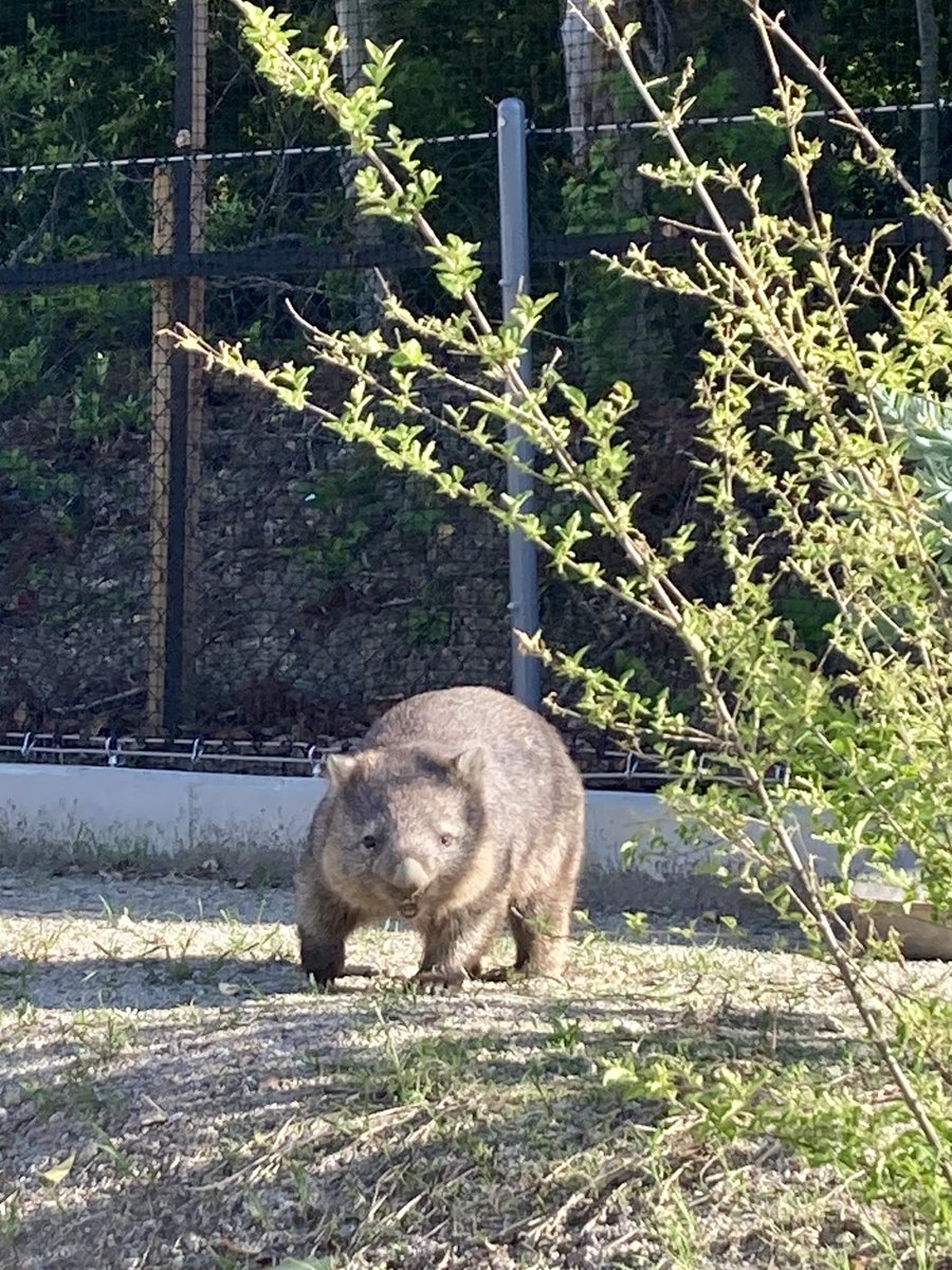 _Tomomi_Fujii_'s tweet photo. 園長さんが丁寧に動物園の説明をしてくれる中、久々のウォンバットに感動！ワラビーやエミュー、ひつじ達にも会えました🥹💖
一瞬で時間が過ぎてしまった…
#ウォンバットだけじゃない動物園 尊い時間をありがとうございました！ https://t.co/FTo6syWP3C