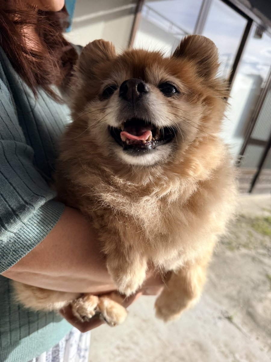 moca_ron's tweet photo. 久々塗装のお師匠ヒデさんのとこ行って、愛犬モコちゃんの髪の毛エセトリマーがカットさせてもらいました💗ほんまモコちゃん可愛すぎ(💗๑ơ ₃ ơ)♥ﾗﾌﾞﾘﾝ https://t.co/IZvDjOnWJb
