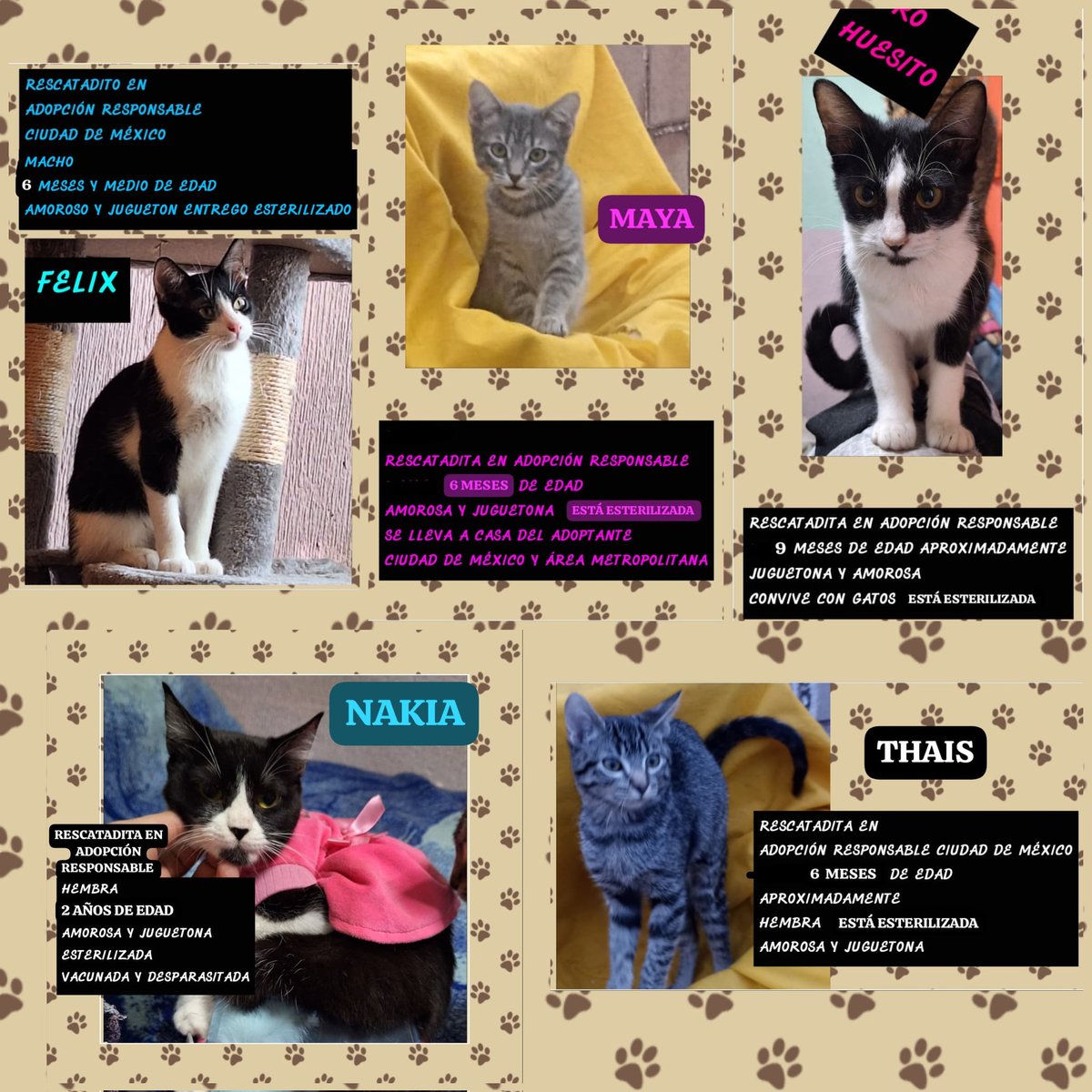 EuridiceAckerm1's tweet photo. AMIG@S NUEVAMENTE PIDIENDO DE SU APOYO PARA LA COMPRA DE ALIMENTO,PARA CUBRIR GASTOS DE LA BEBITA MICHI MALITA,HA MEJORADO EN ESTOS DÍAS,SE NECESITA ALIMENTO HÚMEDO ALIMENTO SECO PARA LOMIT@S Y MICHIT@S,CUBRIR GASTOS VETERINARIOS,XFIS NO NOS OLVIDEN,VENTAS CON CAUSA EN HUEHUETOCA https://t.co/nVJBj47yGs