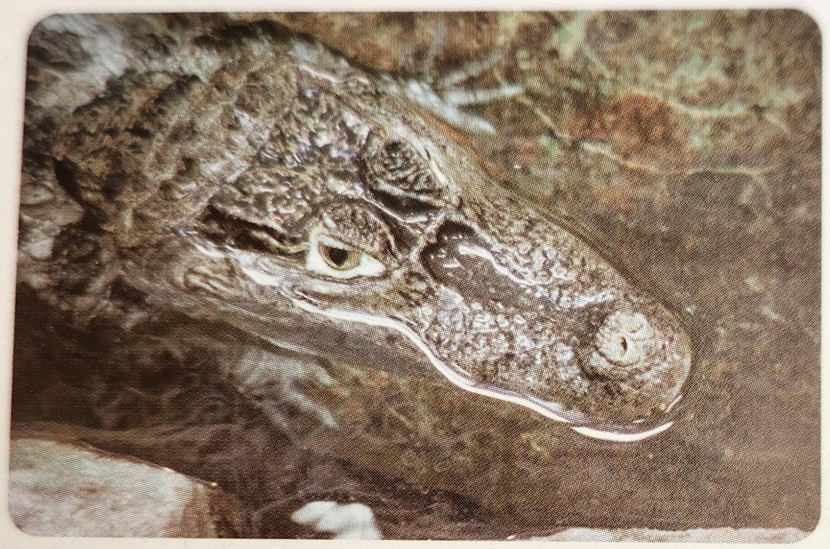 メガネカイマン「カイ（2006～）」野毛山動物園出身 福山市立動物園