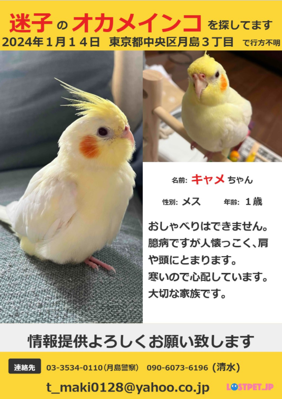 snowwill_ow's tweet photo. 【#拡散希望】
東京都中央区月島周辺でオカメインコを探しています。
情報提供お待ちしております。
#迷子インコ #オカメインコ 
#東京都 #中央区月島3丁目 より迷子　
名前：キャメ ちゃん ♀ 
#インコ保護 
#目撃情報 求む 
#ご協力お願い致します
@PXZPvMHyMN22769 様 
https://t.co/e0ZyMw01bS