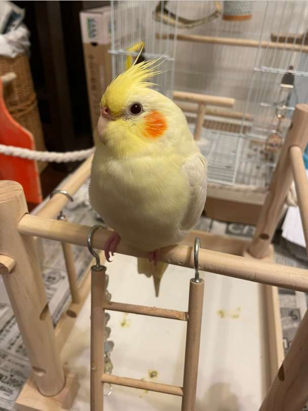 snowwill_ow's tweet photo. 【#拡散希望】
東京都中央区月島周辺でオカメインコを探しています。
情報提供お待ちしております。
#迷子インコ #オカメインコ 
#東京都 #中央区月島3丁目 より迷子　
名前：キャメ ちゃん ♀ 
#インコ保護 
#目撃情報 求む 
#ご協力お願い致します
@PXZPvMHyMN22769 様 
https://t.co/e0ZyMw01bS