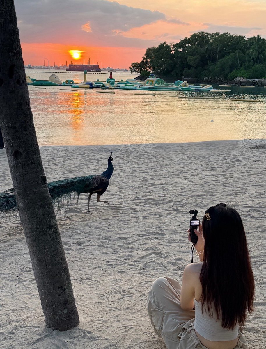 幼美人🇸🇬 tweet media