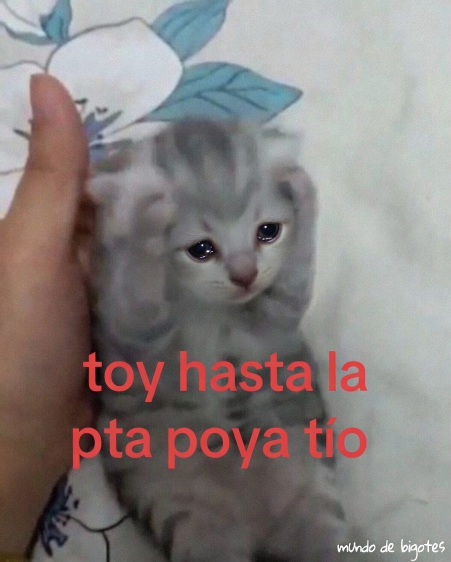 Mundo de Bigotes tweet media