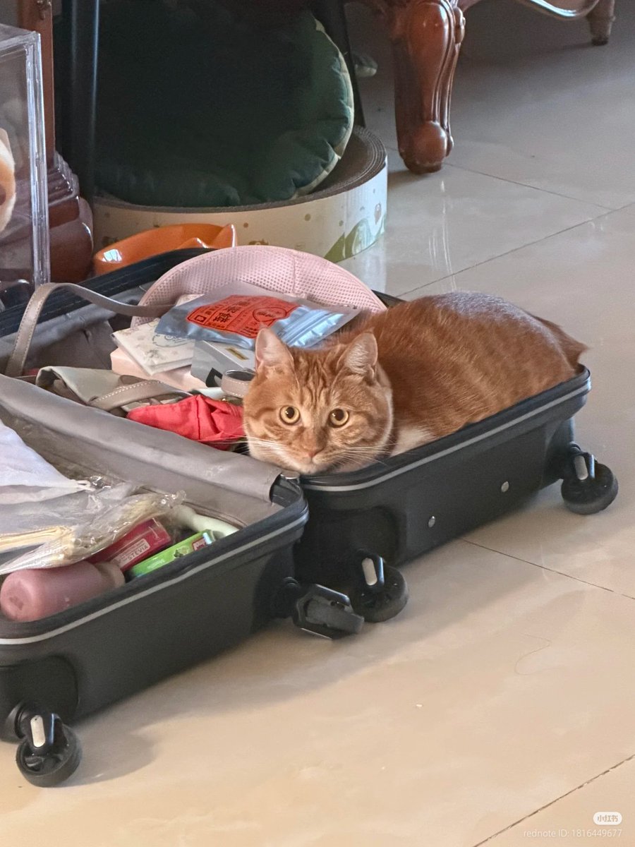 No Context Cats tweet media