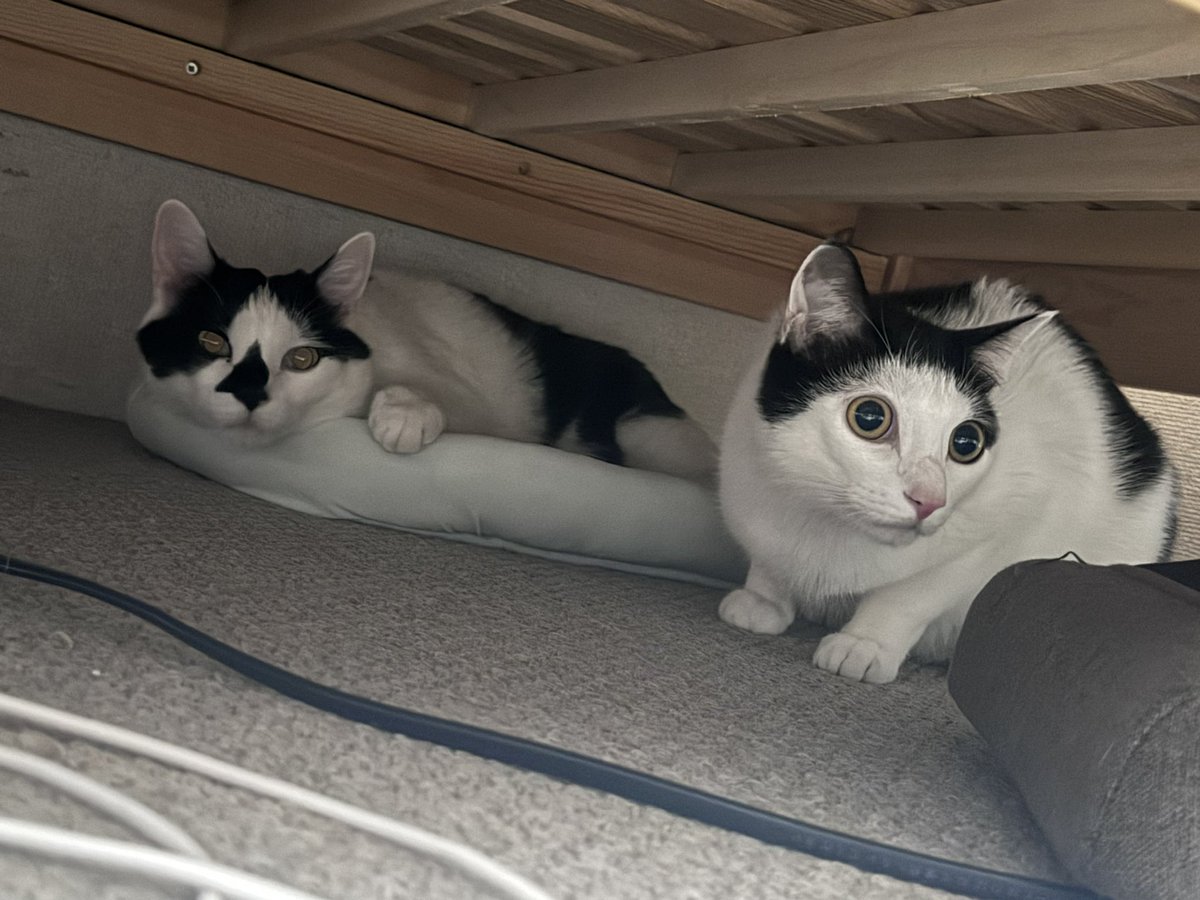 09elu's tweet photo. 兄がベッド下のぞいてるときの猫たち https://t.co/vRD9UPkrpr