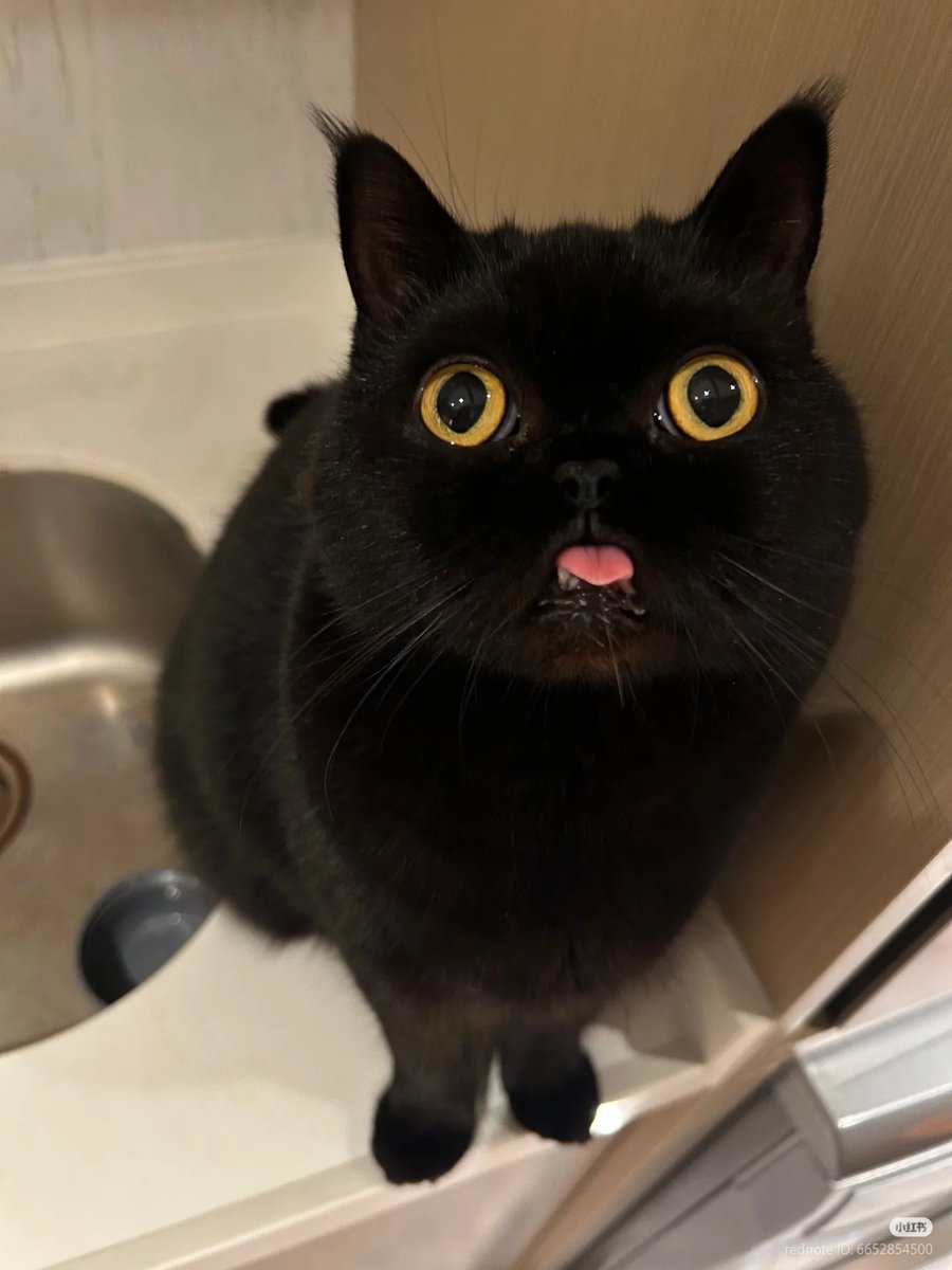 No Context Cats tweet media
