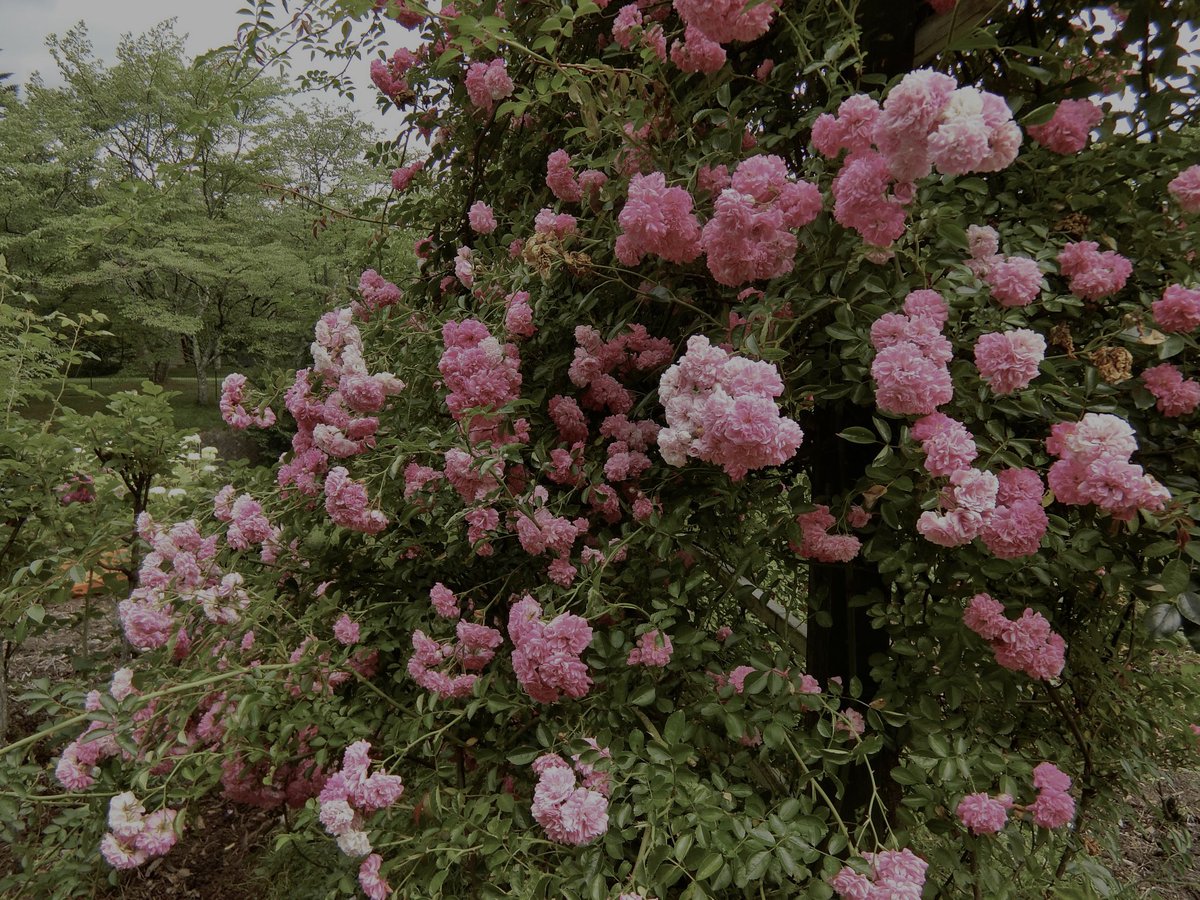 透雨 tweet media