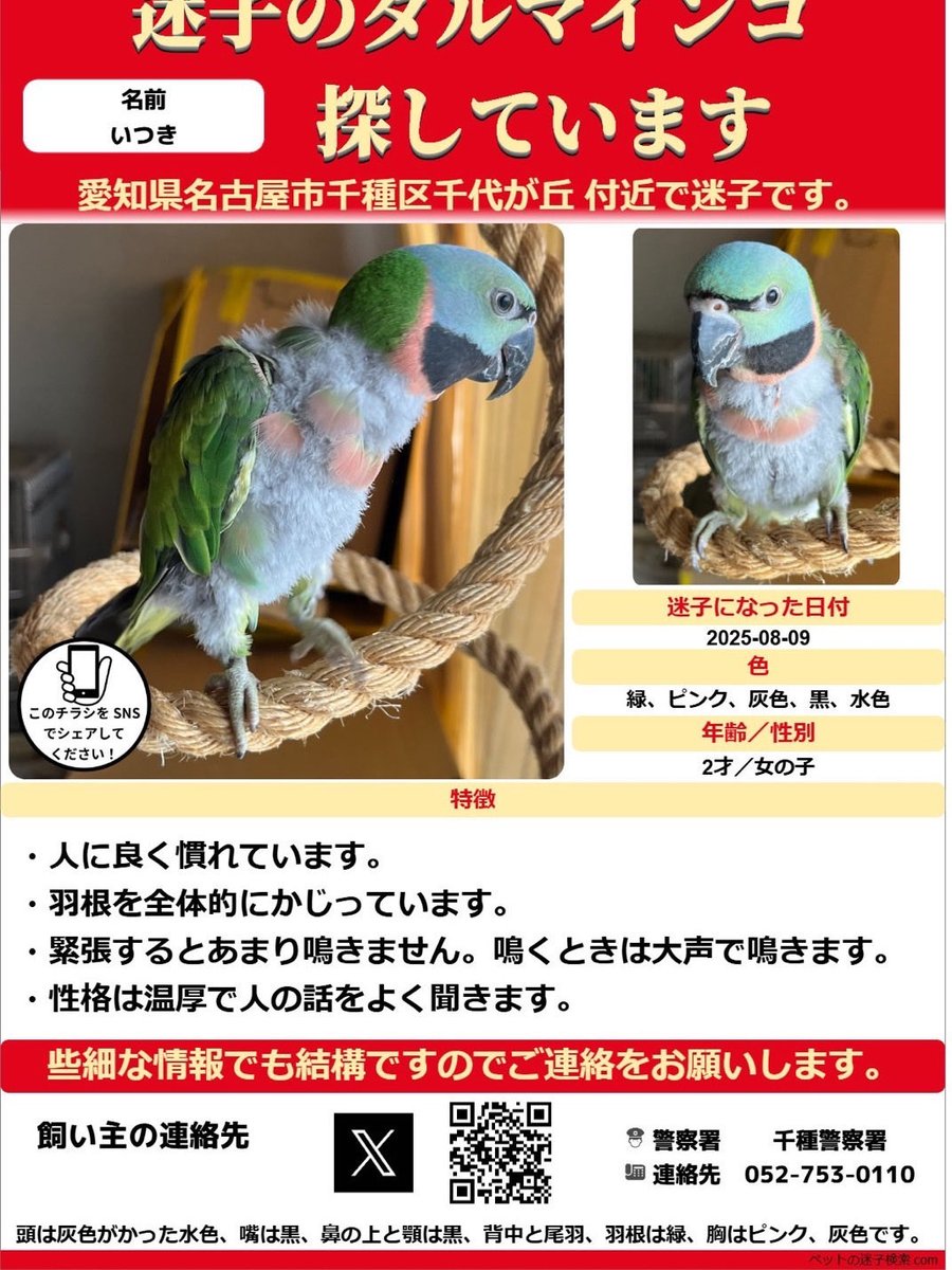 poppo_5556's tweet photo. いつきちゃんを逃してしまってから9ヶ月が経ってしまいました。
主に千種区と名東区でポスティングをしています。これからは守山区にも伺います。範囲を広げるために出先でもポスティングをしています。ご迷惑をおかけしますがよろしくお願いします。
#インコ
#保護
#迷子
#名古屋市
#ダルマインコ https://t.co/H2lpaTTGWC